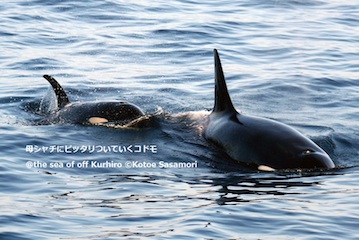 1 鯨類の家族　シャチ.JPG