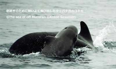 2 鯨類の家族　タッパナガ.jpg