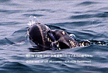 3 鯨類の家族　カマの母子.jpg