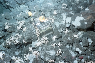 写真１海形海山の海底に生息するユノハナガニ.jpg